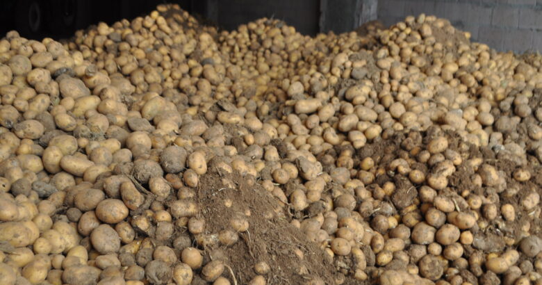  Tekirdağ Belediyesi 250 ton patates alacak