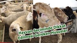 Kurban seçiminde dikkat edilecek hususlar!