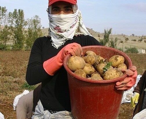  Patates üreticileri birliği kurulacak mı?