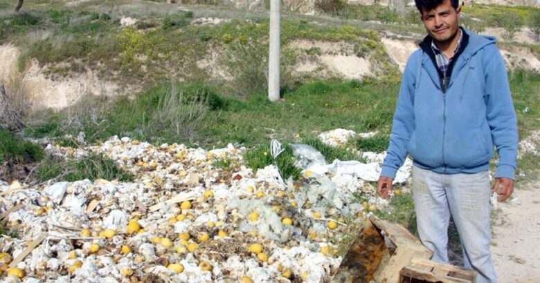  Limon ve portakal çürükleri dar gelirliye yakacak oluyor