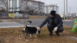 Gülşehir belediyesi Patili dostları unutmuyor