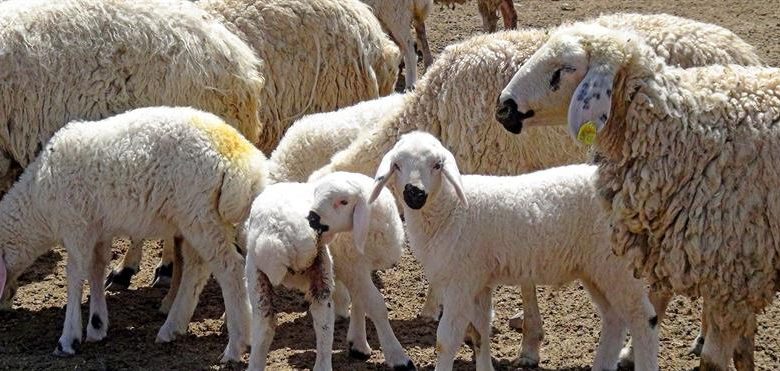  Anaç koyun ve keçi desteklemeleri askıda
