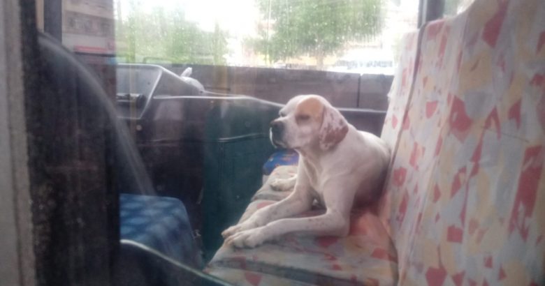  Yağmurdan kaçan köpek halk otobüsüne sığındı