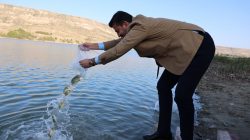 Nevşehir’de baraj ve göletlere yavru balık bırakıldı